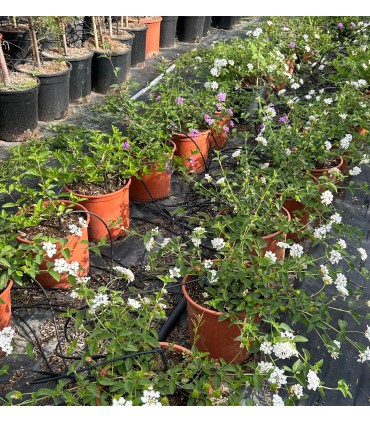 Lantana rastrera