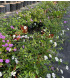 Lantana rastrera