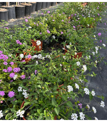 Lantana rastrera