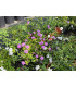 Lantana rastrera