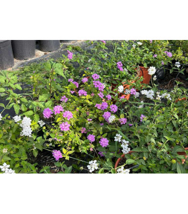 Lantana rastrera