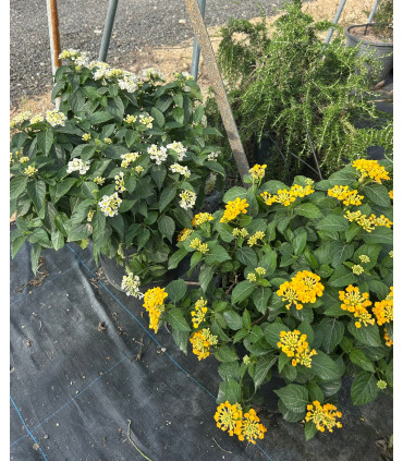 Lantana (Lantana camara)