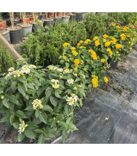Lantana (Lantana camara)