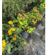 Lantana (Lantana camara)