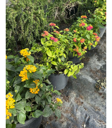 Lantana (Lantana camara)
