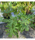 Philodendron