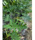 Philodendron