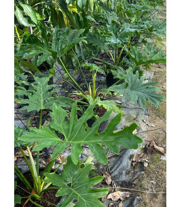 Philodendron