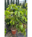 Schefflera Actinophylla