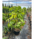Schefflera Actinophylla