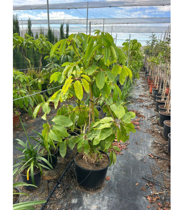 Schefflera Actinophylla