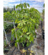 Schefflera Actinophylla