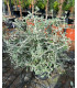Teucrium Fruticans Bola
