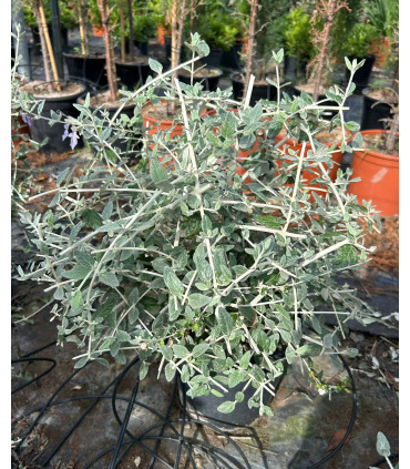 Teucrium Fruticans Bola