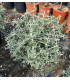 Teucrium Fruticans Bola