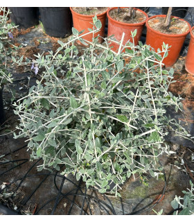 Teucrium Fruticans Bola