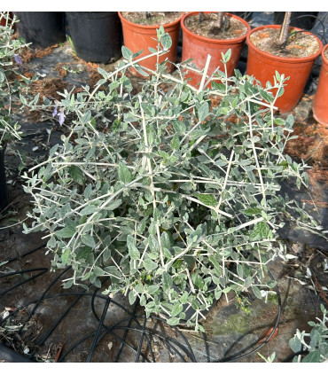 Teucrium Fruticans Bola