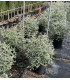 Teucrium Fruticans Bola