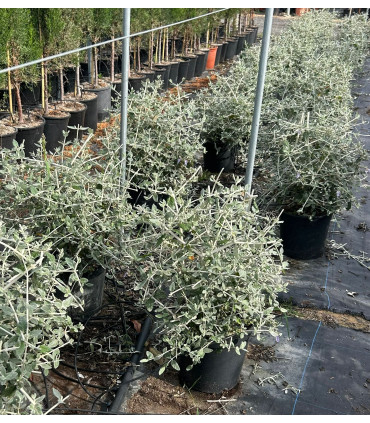 Teucrium Fruticans Bola