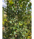 Eugenia Newport (Eugenia myrtifolia)