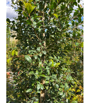 Eugenia Newport (Eugenia myrtifolia)