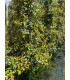 Eugenia Newport (Eugenia myrtifolia)