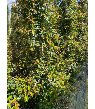 Eugenia Newport (Eugenia myrtifolia)