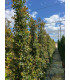 Eugenia Newport (Eugenia myrtifolia)