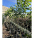 Hackberry (Celtis Australis)