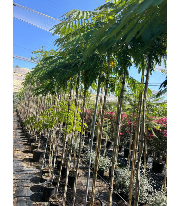 Albizia
