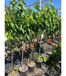 Cherry (Prunus avium)