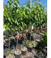 Cerezo (Prunus avium)
