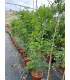 Glicinia (Wisteria)