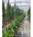 Agapanthus Azul