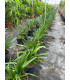 Blue Agapanthus