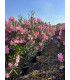 Adelfa (Nerium oleander) formato arbusto.