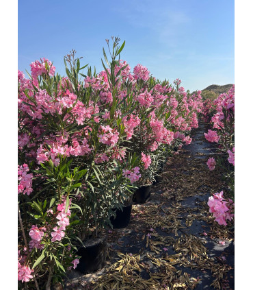 Adelfa (Nerium oleander) formato arbusto.