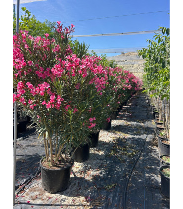Adelfa (Nerium oleander) formato arbusto.