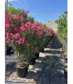 Adelfa (Nerium oleander) formato arbusto.