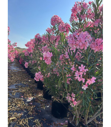 Adelfa (Nerium oleander) formato arbusto.