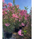 Adelfa (Nerium oleander) formato arbusto.