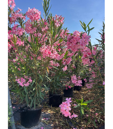 Adelfa (Nerium oleander) formato arbusto.