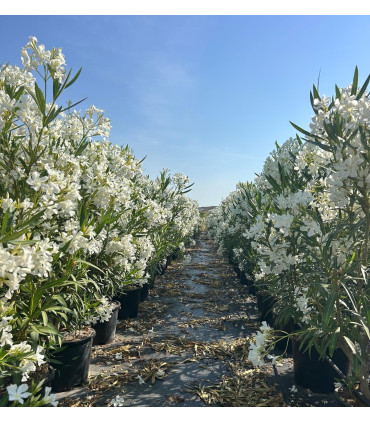 Adelfa (Nerium oleander) formato arbusto.