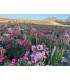 Adelfa (Nerium oleander) formato arbusto.