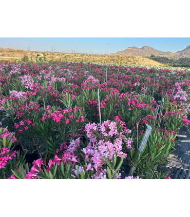 Adelfa (Nerium oleander) formato arbusto.