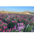 Adelfa (Nerium oleander) formato arbusto.