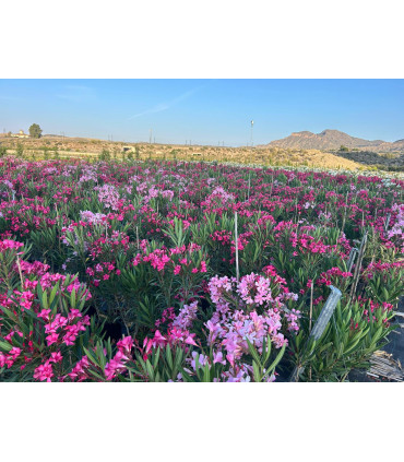 Adelfa (Nerium oleander) formato arbusto.