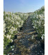 Adelfa (Nerium oleander) formato arbusto.