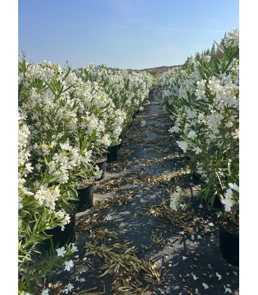 Adelfa (Nerium oleander) formato arbusto.