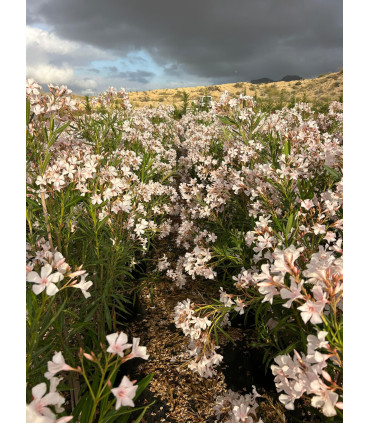 Adelfa (Nerium oleander) formato arbusto.